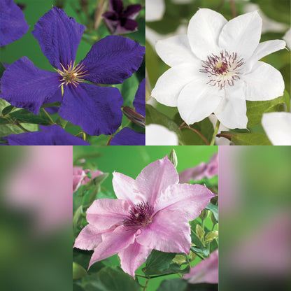 Clematismix 'Tricolor'  - Bloem Roze Wit Paars - 3 planten - Pot 11cm - Hoogte 40cm