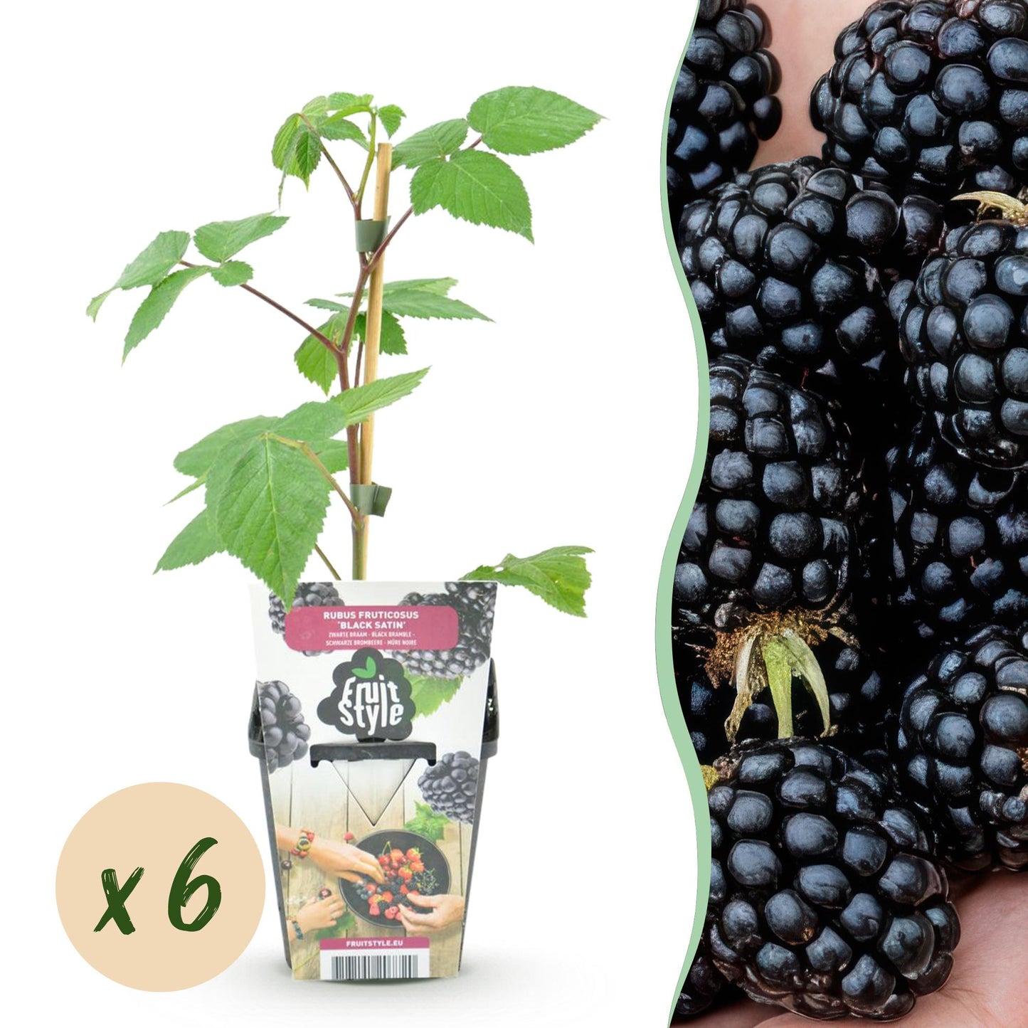 Rubus 'Black Satin' - Doornloze zwarte Braam - - -