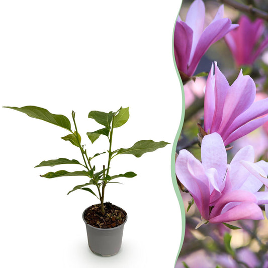 Magnolia 'Betty' - Magnolia - hoogte 30cm