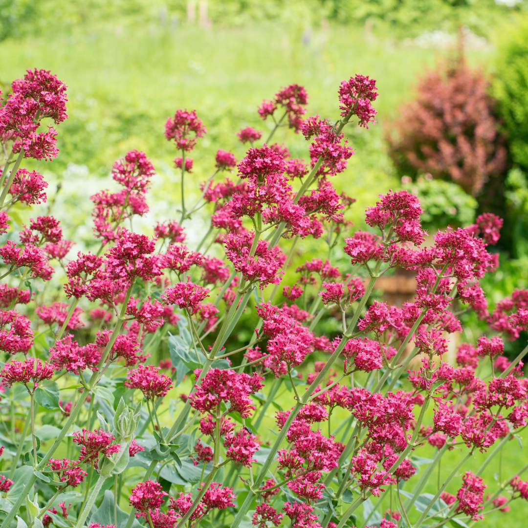 Centranthus ruber 'Coccineus' - Rode Valeriaan