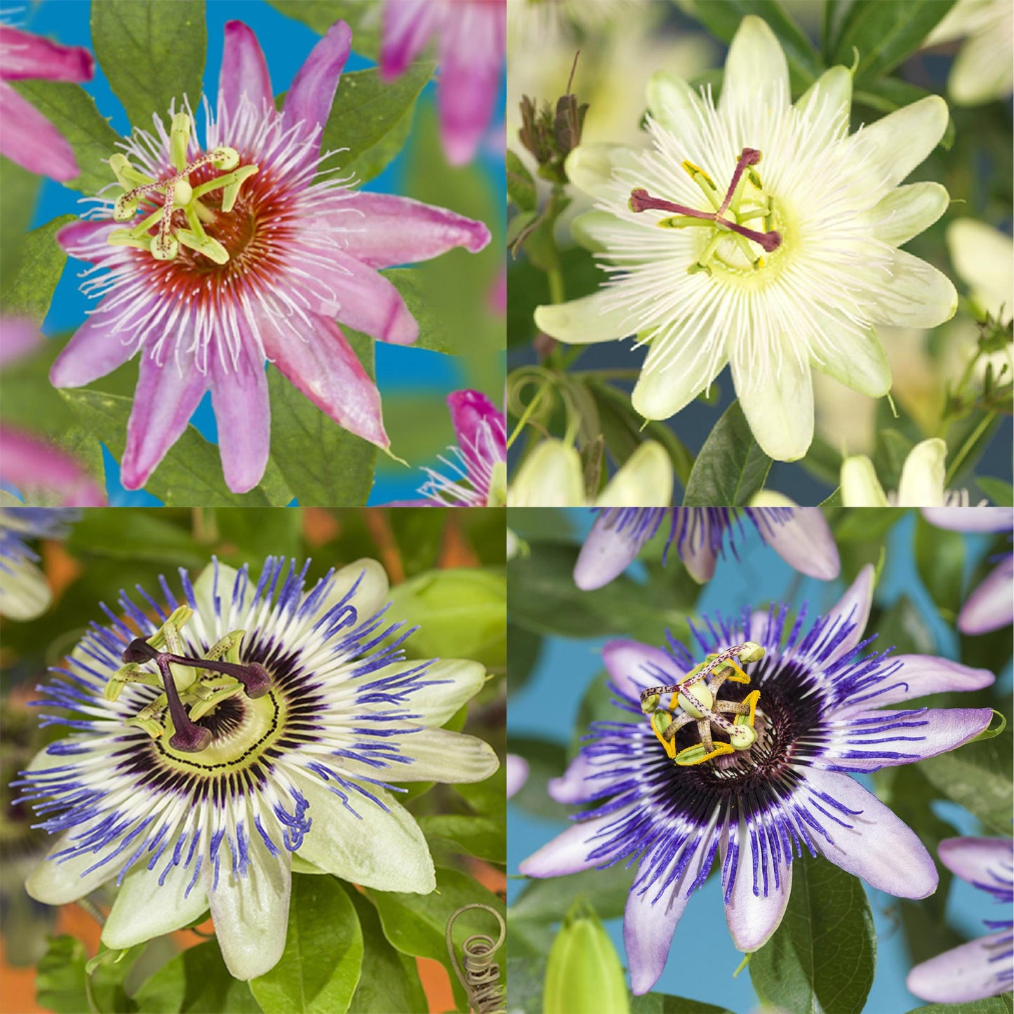 Passifloramix 'Rainbow' - Passiebloem - Bloemen; roze, wit, paars & groen