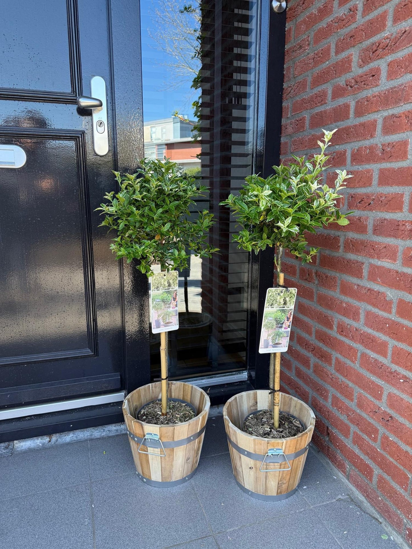 Euonymus fortunei 'Harlequin' op stam - Kardinaalshoed - hoogte 90cm