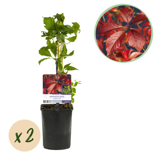 Parthenocissus 'Engelmannii' - Wilde Wingerd