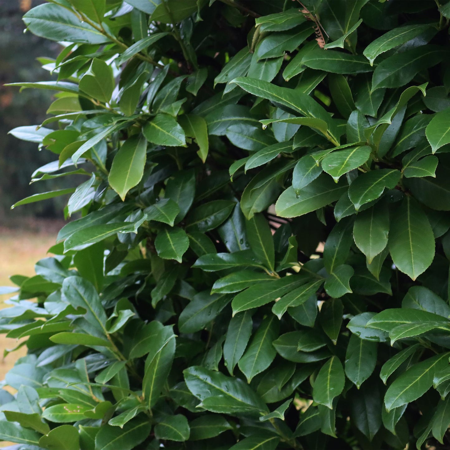 Prunus laurocerasus 'Caucasica' - Laurierkers - hoogte 30-35cm