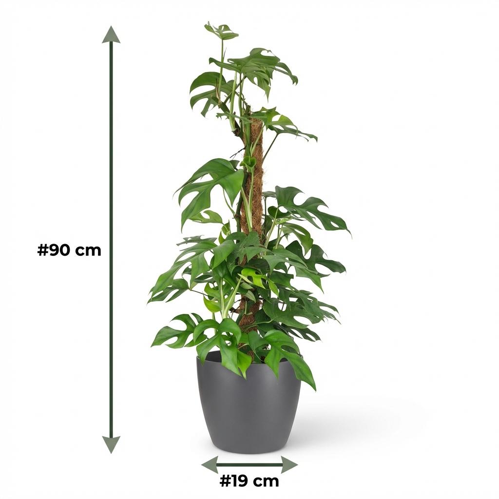 Green boutiQ - Kamerplant - Mini Gatenplant - Monstera Minima Mosstok - Groen - Weinig onderhoud - 1 Plant - met Potter Grijs - Pot 19cm - Hoogte 90cm