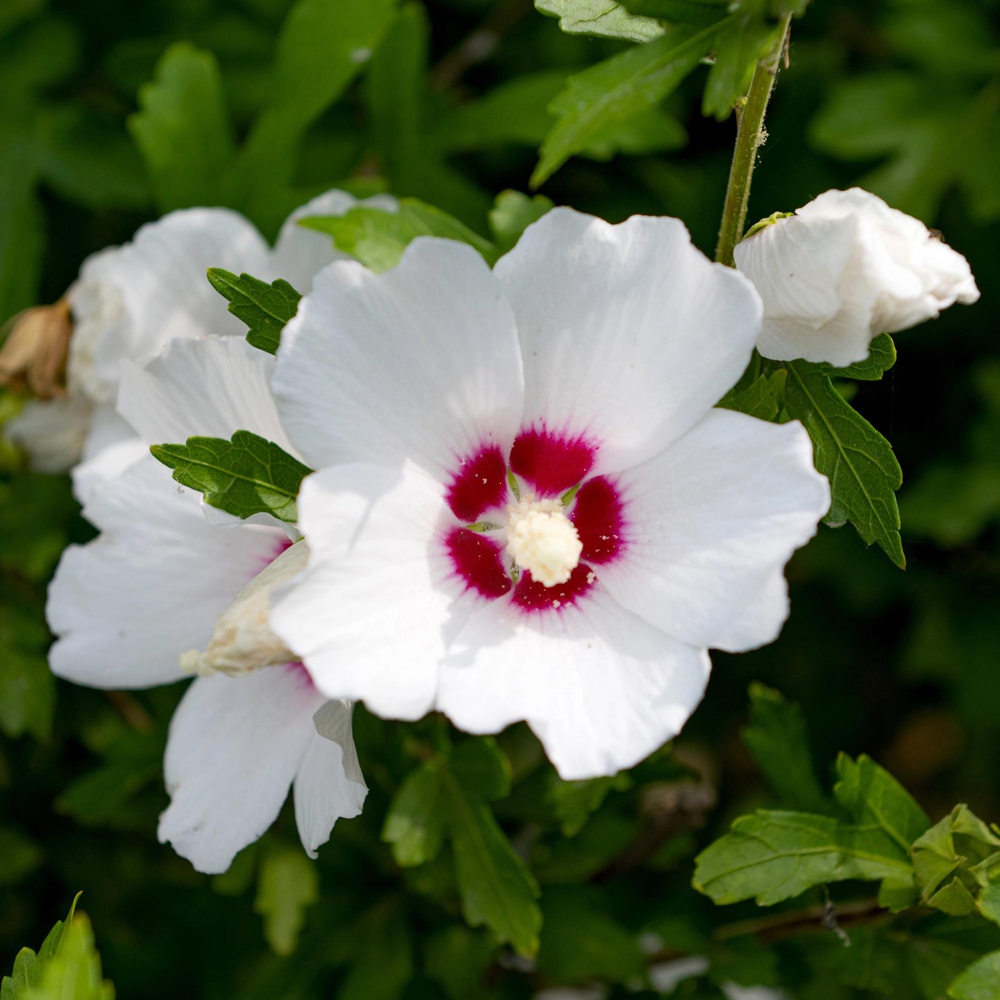 Hibiscus syriacus 'Red Heart'  - Altheastruik - hoogte 45cm