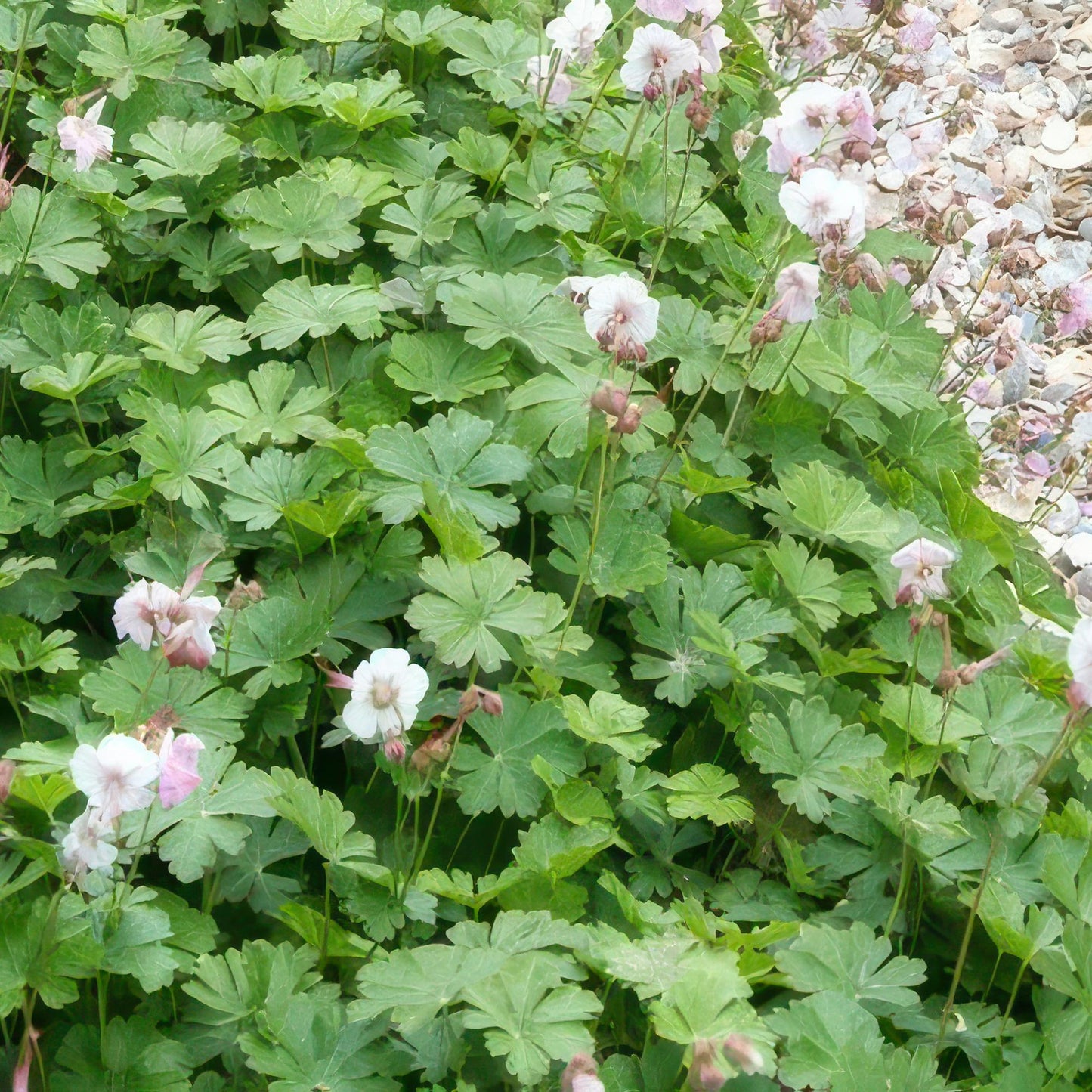 Geranium cantabrigiense 'Biokovo' Ooievaarsbek