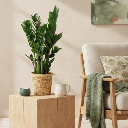 Green BoutiQ - Green is... Kamerplanten - Zamioculcas - ZZ-plant - Weinig onderhoud - Groen - 1 Plant - Pot 17cm - Hoogte 65-75cm