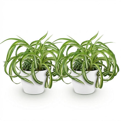 Green boutiQ - Kamerplant - Chlorophytum comosum Bonnie - Krullende Graslelie - Huisdiervriendelijke Plant - Groen - 2 Planten - met Potter Wit - Pot 12cm - Hoogte 20cm