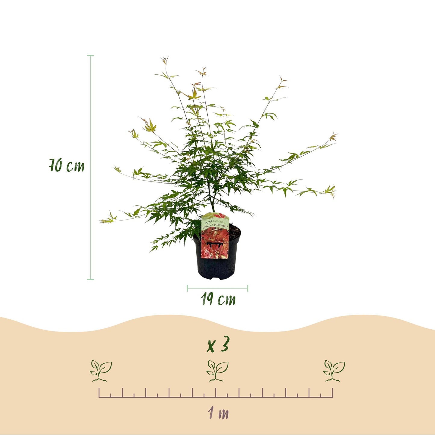 Green boutiQ - Terrasplant - Japanse Esdoorn - Acer palmatum Pink Dwarf - Roze - 2 Planten - Bladverliezend - Pot 19cm Hoogte 70cm