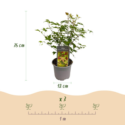 Acer palmatum 'Little Princess' - Japanse Esdoorn - hoogte 35cm