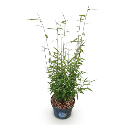 Fargesia nitida 'Black Dragon' - Niet Woekerende Bamboe - Bladhoudend - Groen - 1 Plant - Pot 23 cm - Hoogte 80 cm