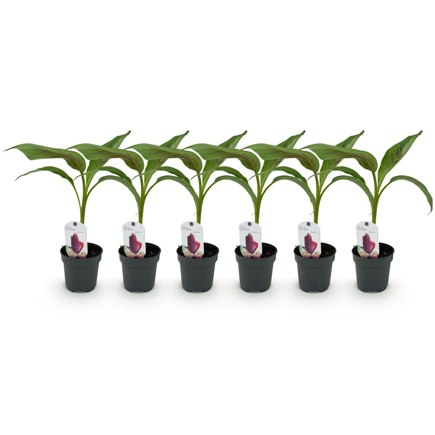 Musa sikkemensis 'Red Tiger' - winterharde Bananenboom - 6 planten - Pot 12cm - Hoogte 30cm