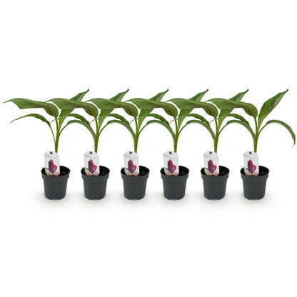 Musa sikkemensis 'Red Tiger' - winterharde Bananenboom - 6 planten - Pot 12cm - Hoogte 30cm
