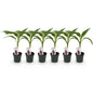Musa sikkemensis 'Red Tiger' - winterharde Bananenboom - 6 planten - Pot 12cm - Hoogte 30cm