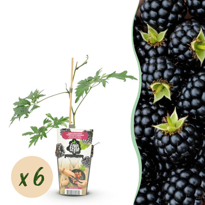 Rubus 'Thornless Evergreen' - Doornloze zwarte Braam - -
