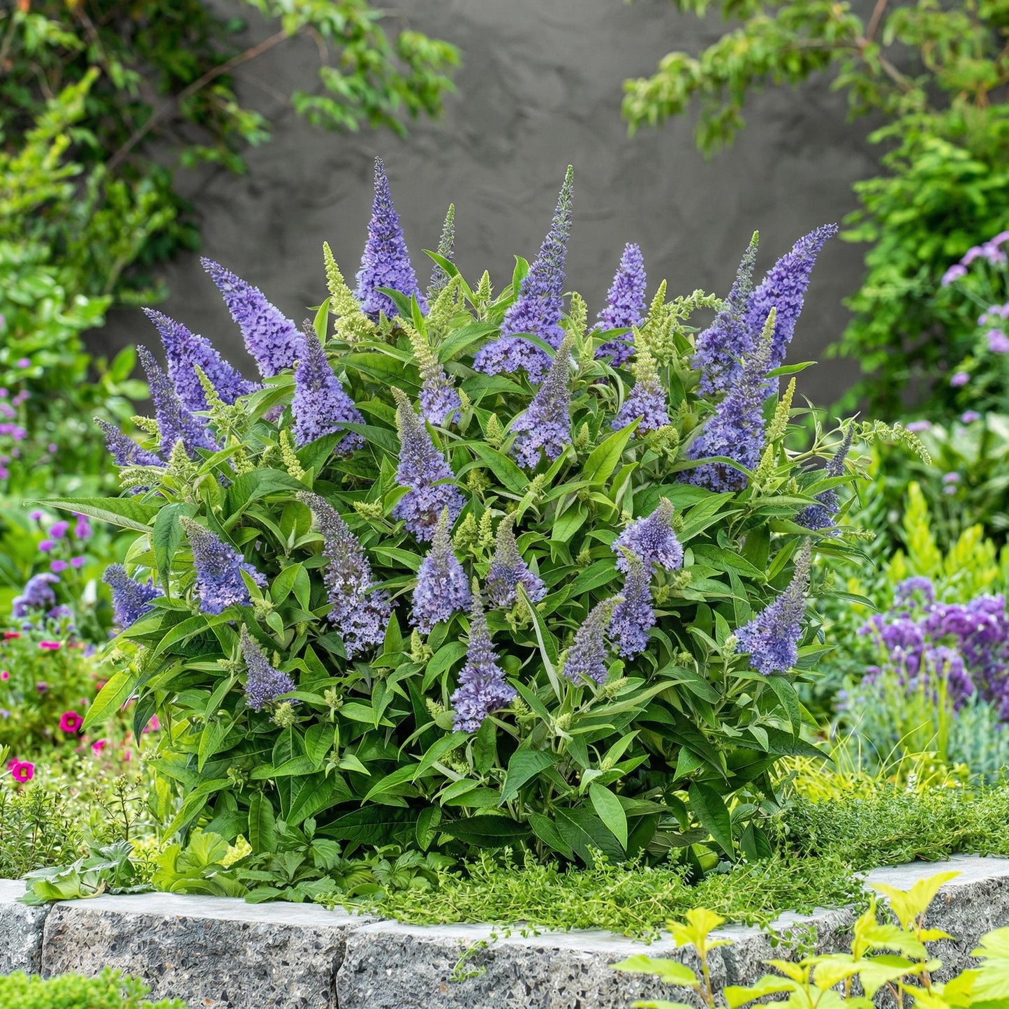 Buddleja davidii 'Butterfly Candy Little Lila' - Vlinderstruik - hoogte 20-25cm