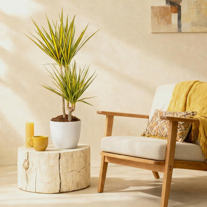 Dracaena Sunray - Drakenbloedboom - incl. pot wit - pot 21cm - hoogte 90-100cm