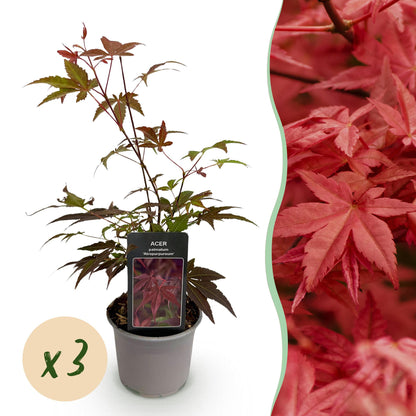 Green boutiQ - Tuinplant - Acer palmatum Atropurpureum - Paars - 3 Planten - Blad verliezend - Weinig Onderhoud - Pot 12cm Hoogte 35cm