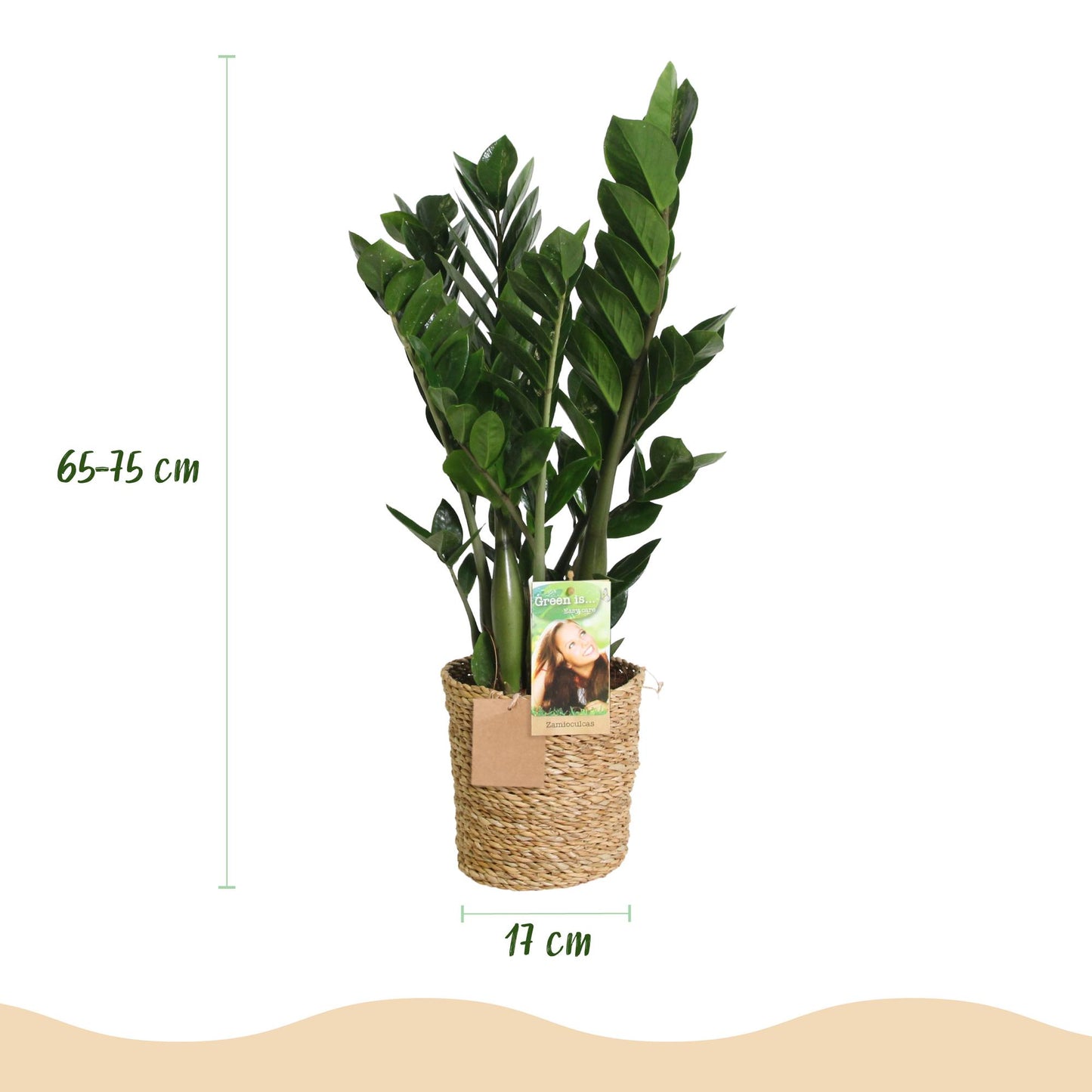 Zamioculcas - ZZ-plant - incl. mand - pot 17cm - hoogte 65-75cm