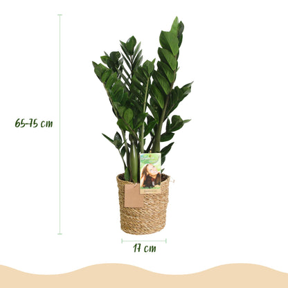Zamioculcas - ZZ-plant - incl. mand - pot 17cm - hoogte 65-75cm