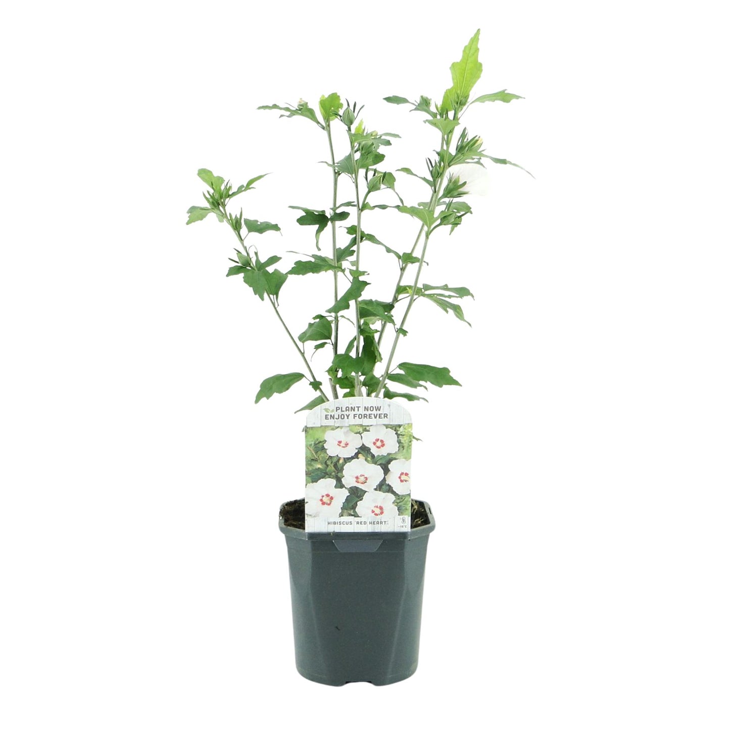 Hibiscus syriacus 'Red Heart'  - Altheastruik - hoogte 45cm