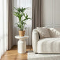Howea Forsteriana - Kentia Palm - incl. mand - pot 19cm - hoogte 80-85cm