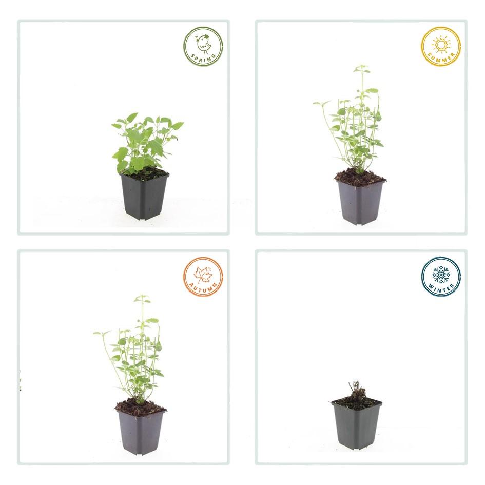 Agastache 'Black Adder' - Dropplant