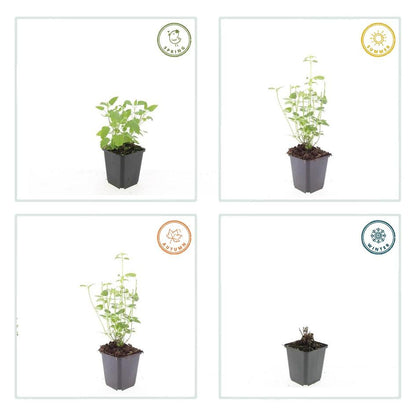 Agastache 'Black Adder' - Dropplant