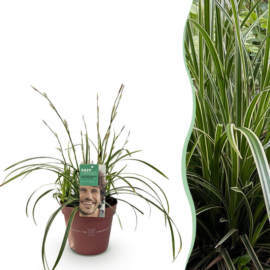 Green boutiQ - Siergrassen - Carex morrowii Ice Dance  - Wit & Groen - 1 Planten - Groenblijvend - Winterhard - Pot 17cm Hoogte 50cm
