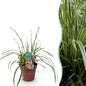 Green boutiQ - Siergrassen - Carex morrowii Ice Dance  - Wit & Groen - 1 Planten - Groenblijvend - Winterhard - Pot 17cm Hoogte 50cm