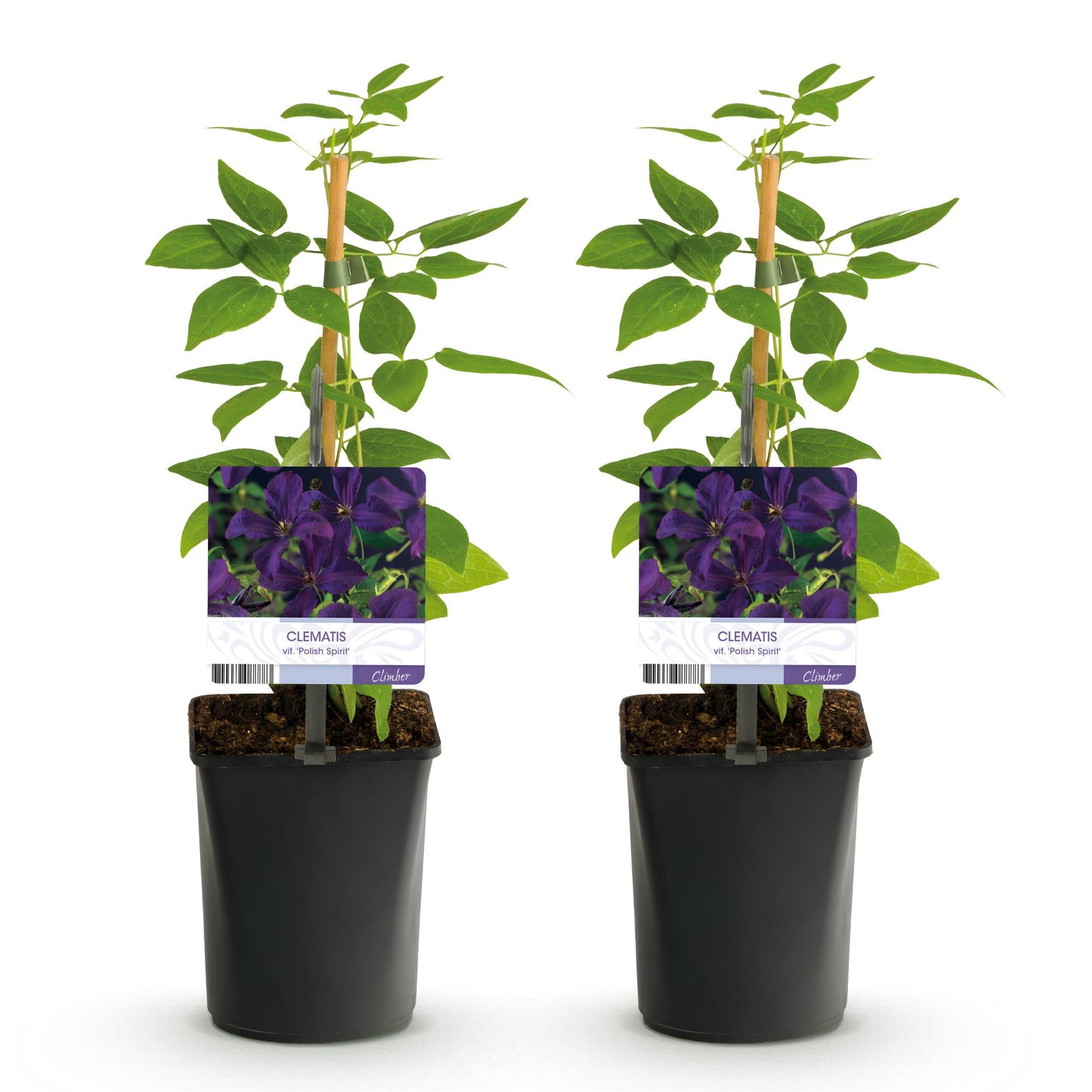 Clematis viticella 'Polish Spirit' - Clematis - Pot 11cm - Hoogte 40cm