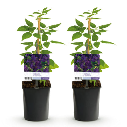 Clematis viticella 'Polish Spirit' - Clematis - Pot 11cm - Hoogte 40cm