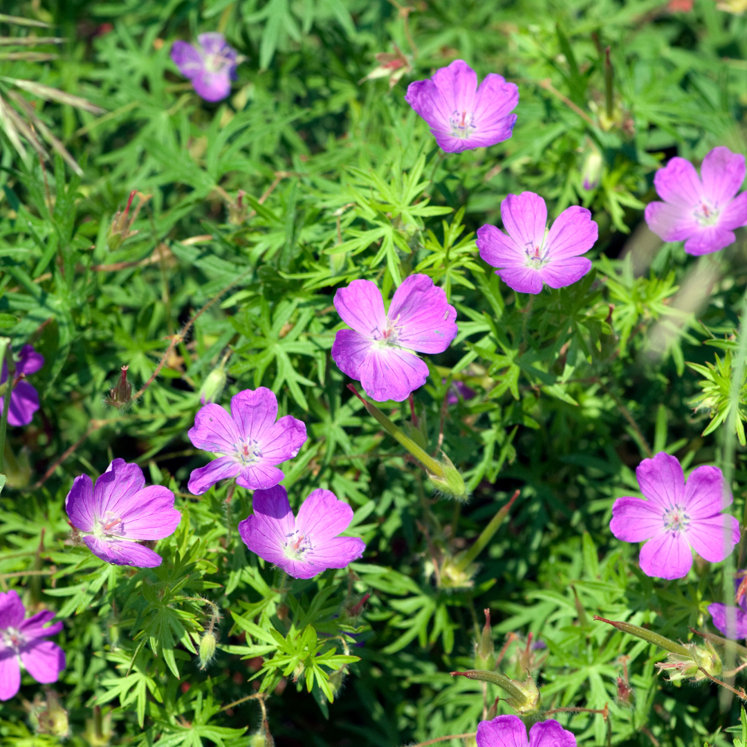 Geranium sanguineum - Bloedooievaarsbek