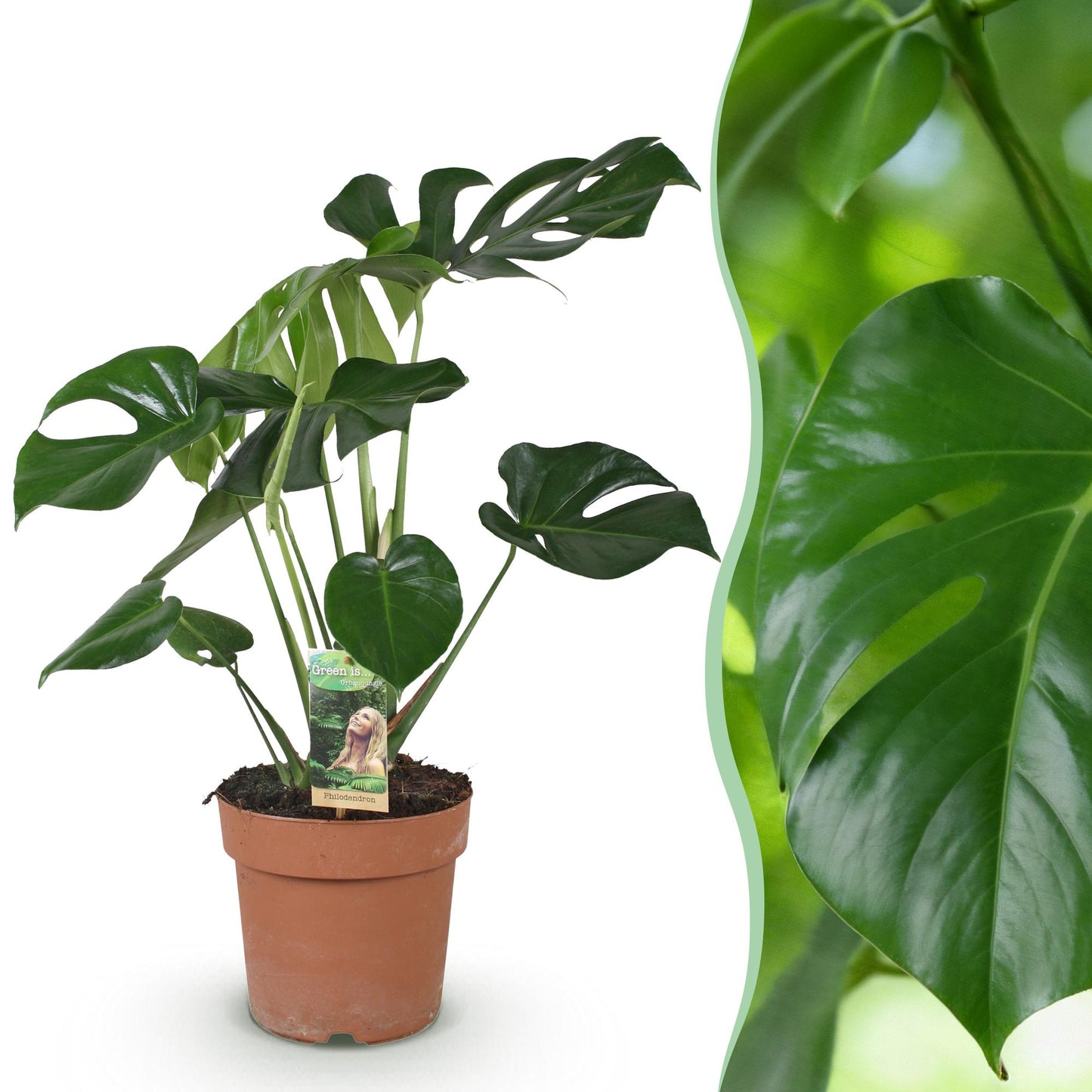 Green BoutiQ - Green is... Kamerplanten - Monstera Deliciosa - Gatenplant - Weinig onderhoud - Groen - 1 Plant - Pot 17cm - Hoogte 50-55cm