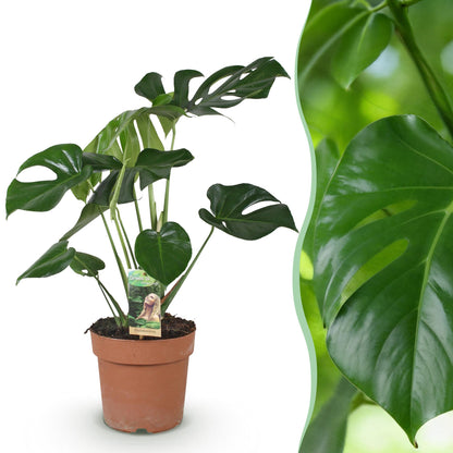 Green BoutiQ - Green is... Kamerplanten - Monstera Deliciosa - Gatenplant - Weinig onderhoud - Groen - 1 Plant - Pot 17cm - Hoogte 50-55cm