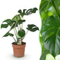 Monstera Deliciosa - Gatenplant - 1 plant - pot 17cm - hoogte 50-55cm