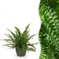 Green boutiQ - Kamerplant - Nephrolepsis exaltata Green Lady - Varen - Huisdiervriendelijke Plant - Groen - 1 Plant - met Potter Grijs - Pot 12cm - Hoogte 25cm