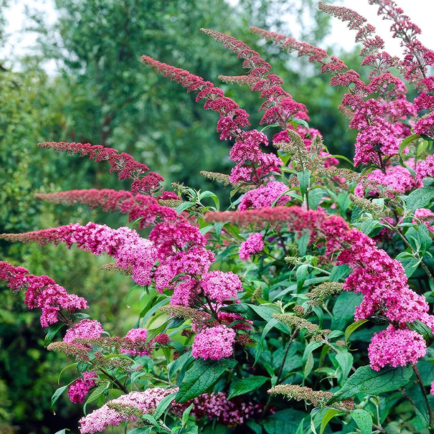 Buddleja davidii 'Pink Delight' - Vlinderstruik - hoogte 45cm