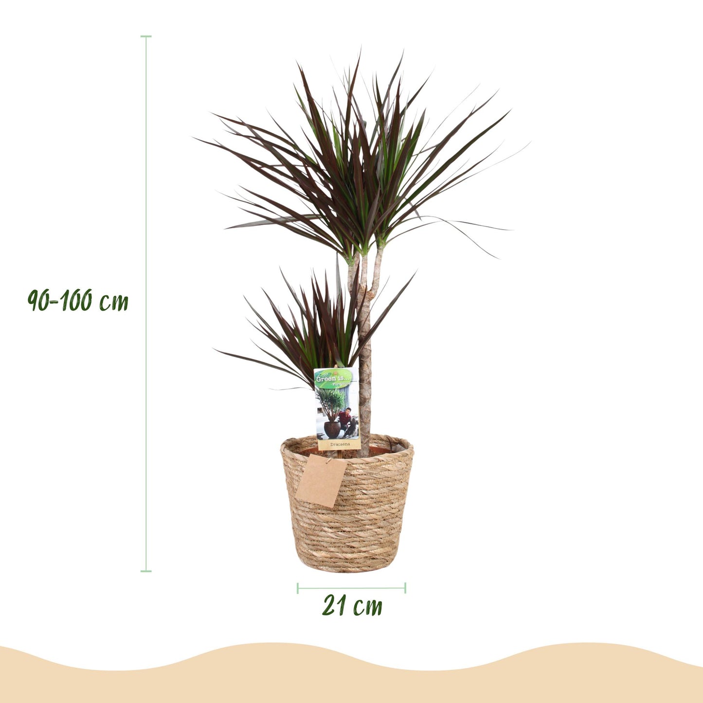 Dracaena Magenta - Drakenbloedboom - incl. mand - pot 21cm - hoogte 90-100cm