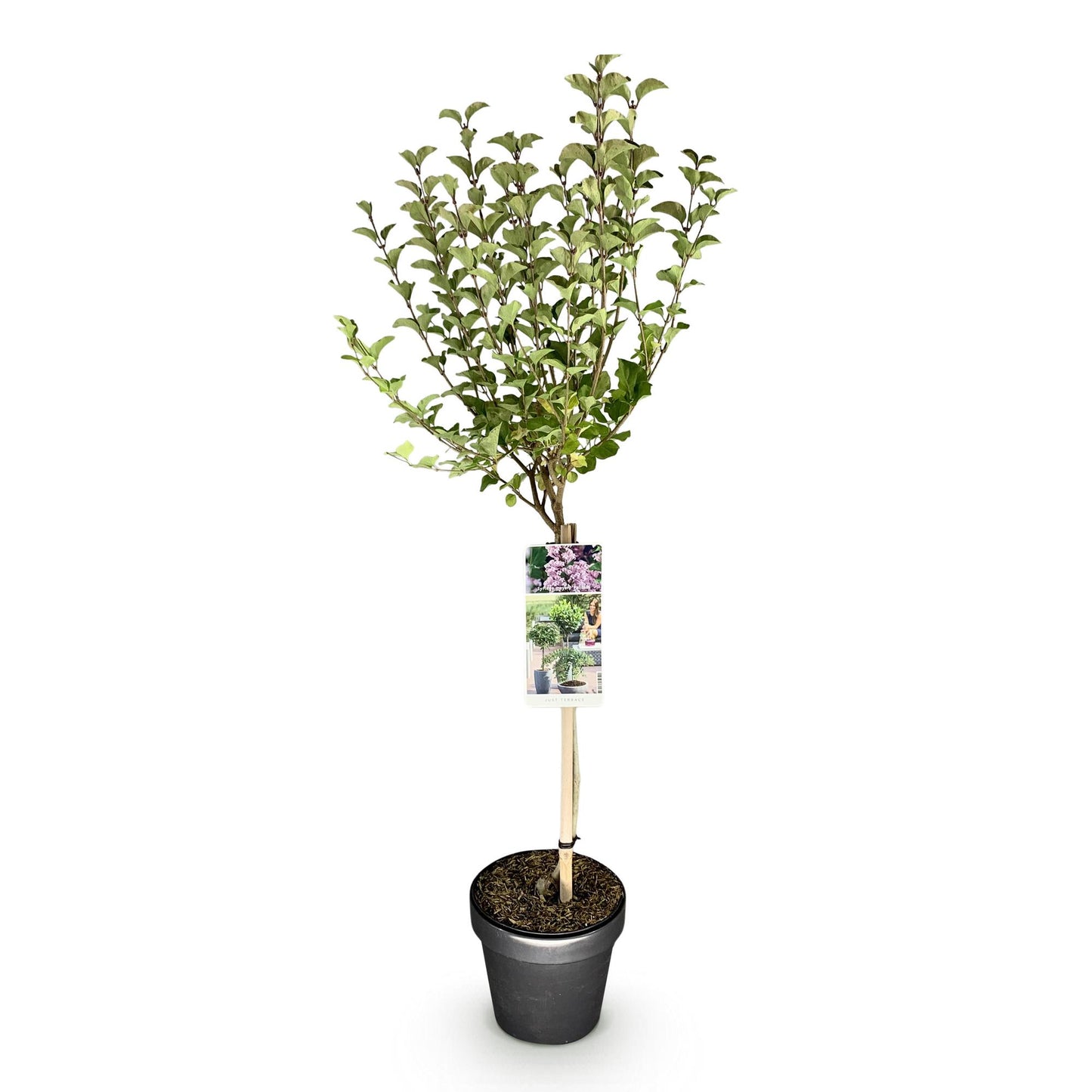 Syringa meyeri 'Palibin' op stam - Gewone sering - hoogte 90cm