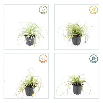 Carex oshimensis 'Evergold' - Japanse Zegge