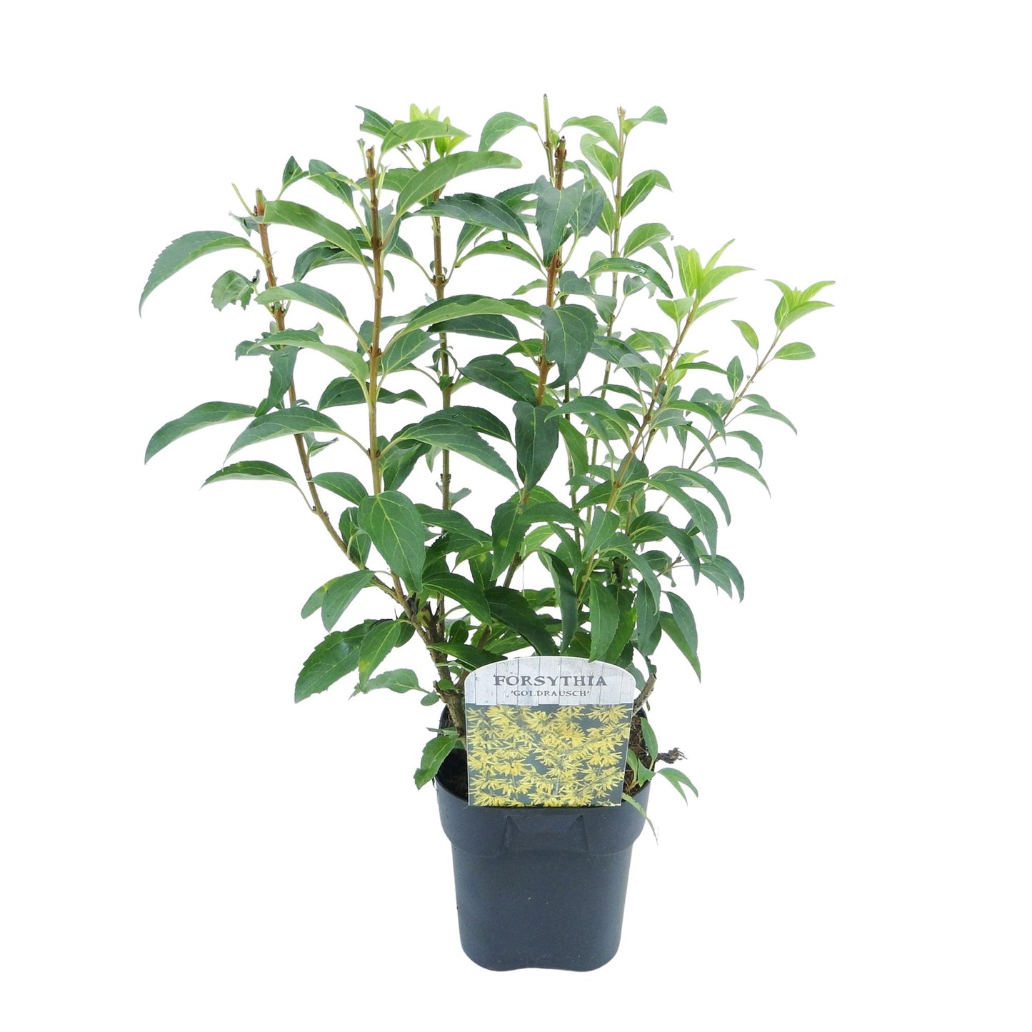 Forsythia intermedia 'Goldrauch' - Chinees Klokje - hoogte 45cm