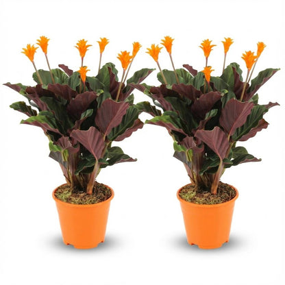 Calathea Crocata - 2 Stuks - Ø 14 cm - Hoogte: 40 - 45cm