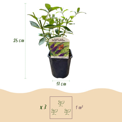 Buddleja davidii 'Empire Blue' - Vlinderstruik - hoogte 45cm