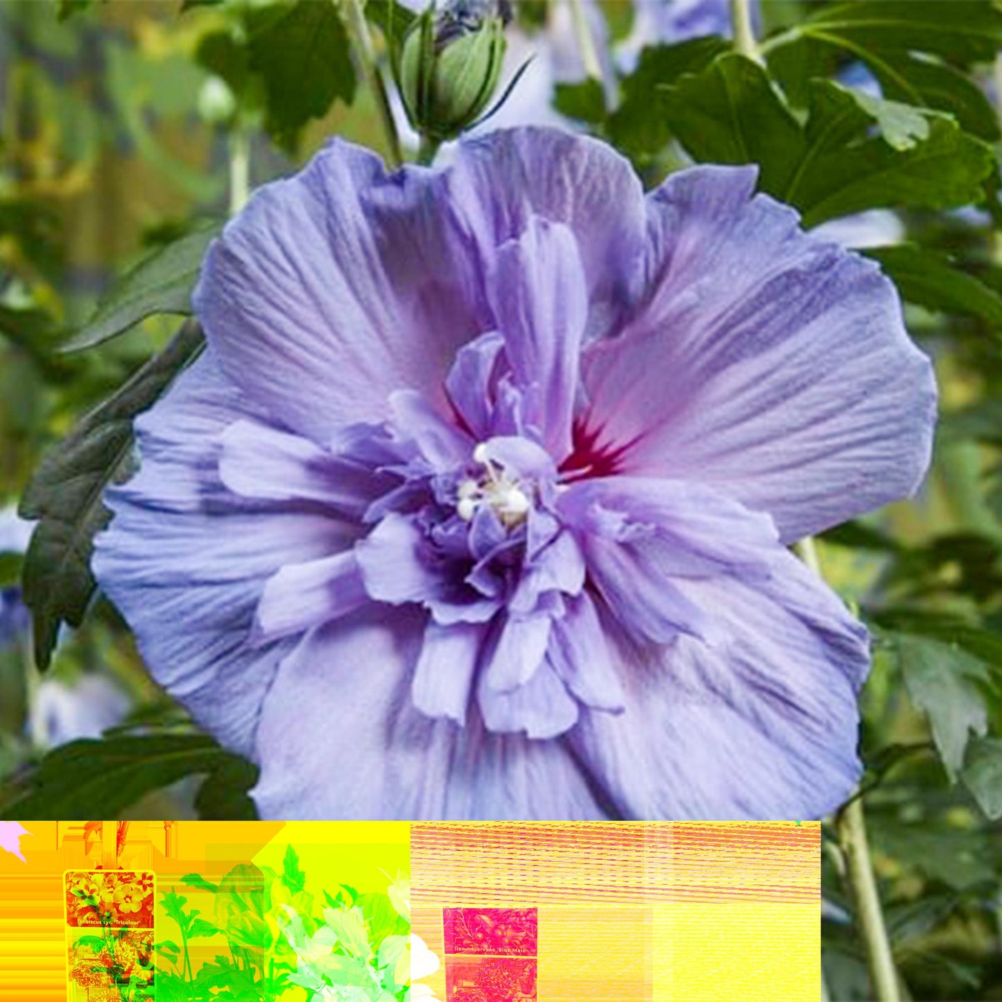 Hibiscus syriacus 'Blue Chiffon®' op stam - Altheastruik - hoogte 90cm