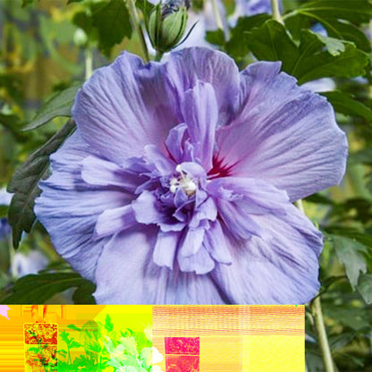 Hibiscus syriacus 'Blue Chiffon®' op stam - Altheastruik - hoogte 90cm