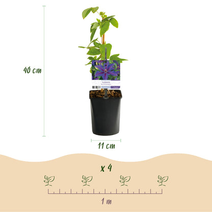 Clematis 'Mrs. N. Thompson' - Clematis - 2 planten - Pot 11cm - Hoogte 40cm