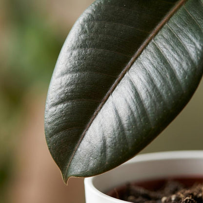 Green boutiQ - Kamerplant - Rubberplant - Ficus Elastica Cloe - Groen - Weinig onderhoud - 1 Plant - met Potter Wit - Pot 19cm - Hoogte 65cm
