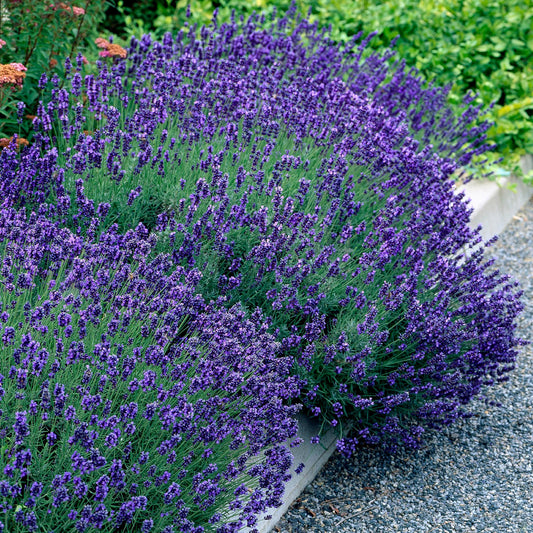 Lavandula angustifolia 'Hidcote' - Lavendel